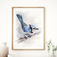 Blauhäher - Singvogel