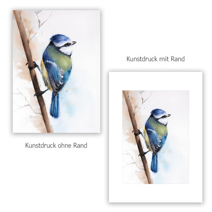 Blaumeise Kunstdruck – Hahnemühle Fine Art Giclée – Aquarell Vogel Wandbild