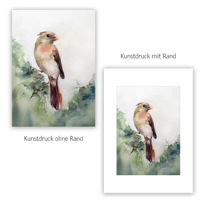 Rotkardinal Weibchen Kunstdruck – Hahnemühle Fine Art Giclée – Aquarell Vogel Wandbild
