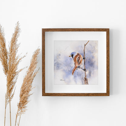 Bartmeise – Original-Aquarell, 26 x 26 cm
