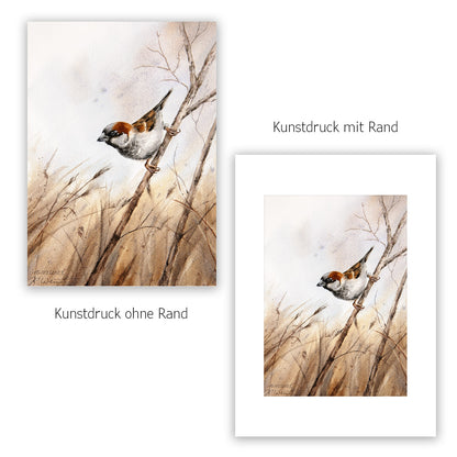 Feldsperling Sperling – Hahnemühle Fine Art Giclée – Aquarell Vogel Wandbild