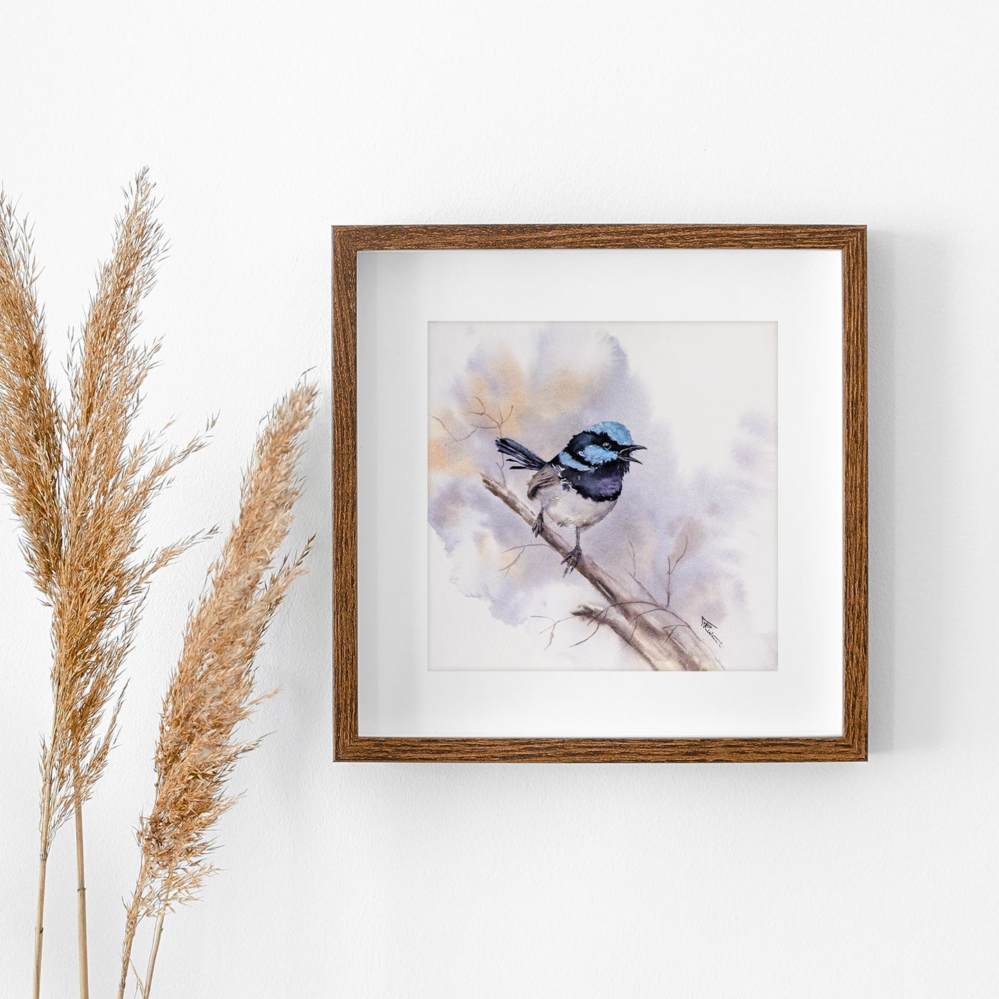 Prachtstaffelschwanz – Original-Aquarell, 26 x 26 cm