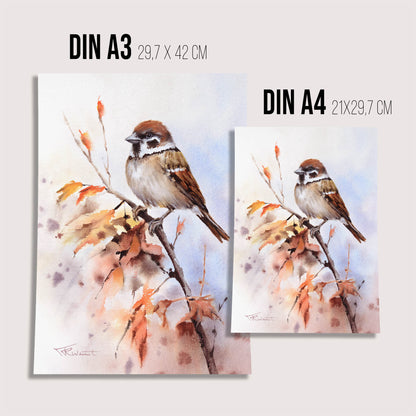Sperling Aquarell Kunstdruck – Der kleine Begleiter mit großem Charme